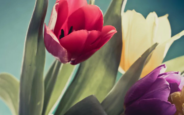nature tulip HD Desktop Wallpaper | Background Image