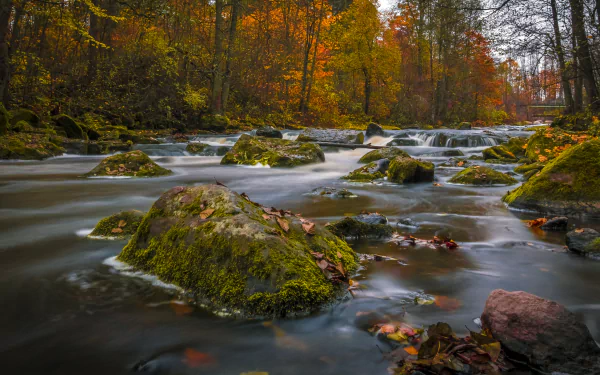 A serene river flows over moss-covered rocks, surrounded by vibrant autumn foliage, creating a tranquil nature scene for a stunning HD desktop wallpaper background.