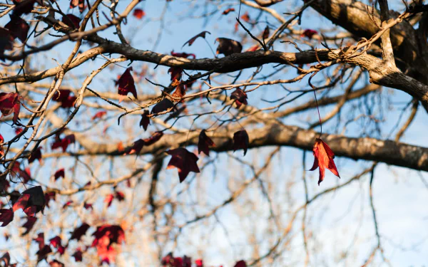 nature branch HD Desktop Wallpaper | Background Image
