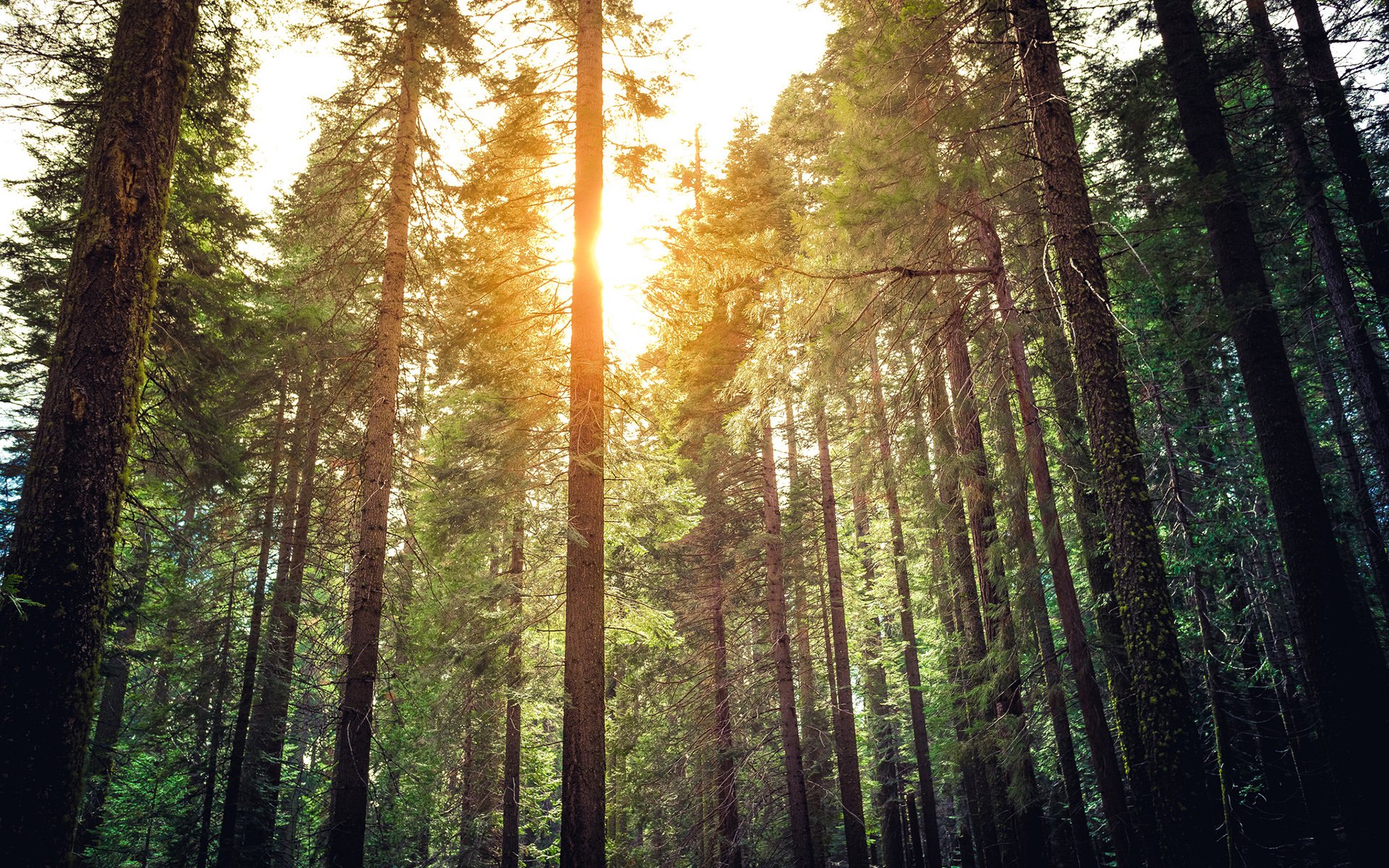 Download Nature Forest HD Wallpaper by Stephen Moehle