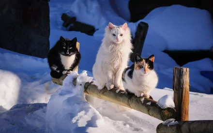 Three cute cats sit on a log, surrounded by snow in a winter landscape. This charming HD image captures the playful spirit of these adorable animals in a wintry setting.