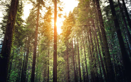 nature forest HD Desktop Wallpaper | Background Image