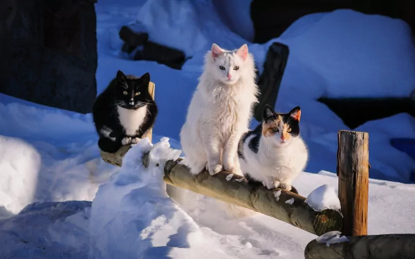 Three cute cats sit on a log, surrounded by snow in a winter landscape. This charming HD image captures the playful spirit of these adorable animals in a wintry setting.