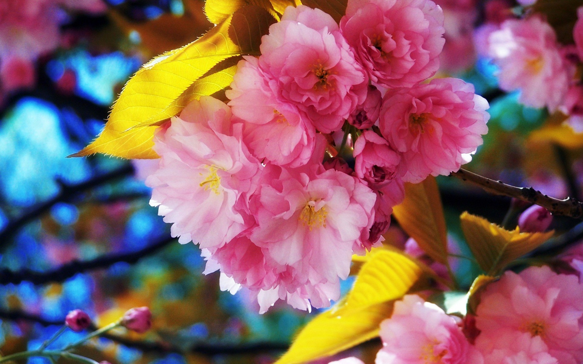 Nature Sakura HD Wallpaper | Background Image