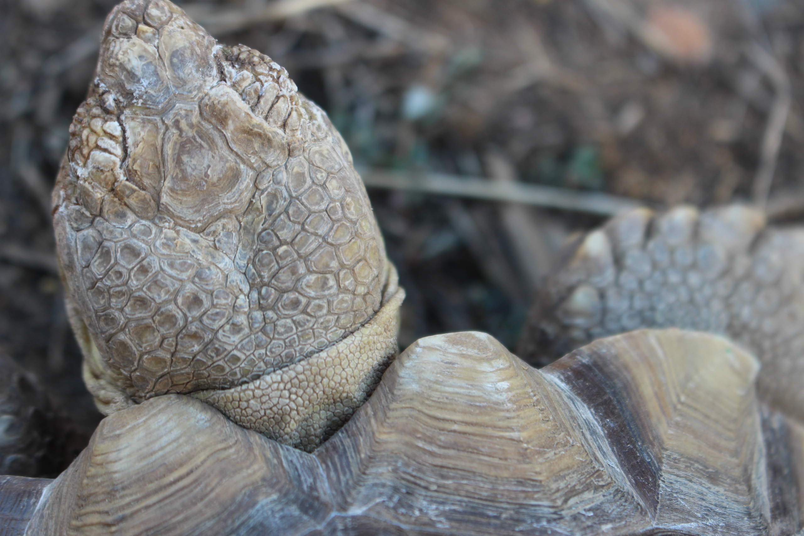 Animal Sulcata Tortoise HD Wallpaper | Background Image