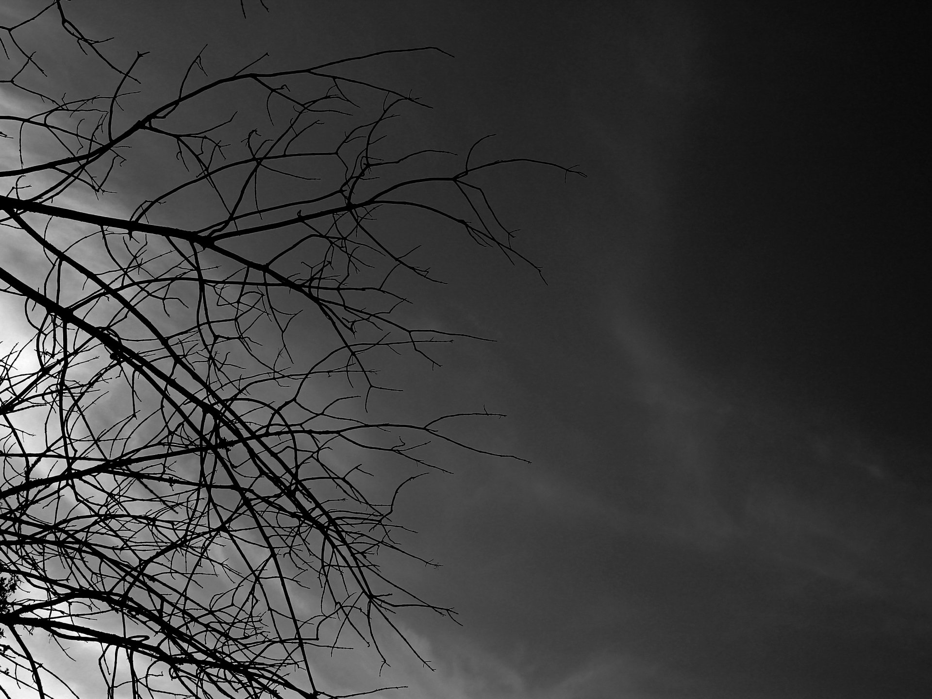 Download Nature Branch HD Wallpaper by Zachary