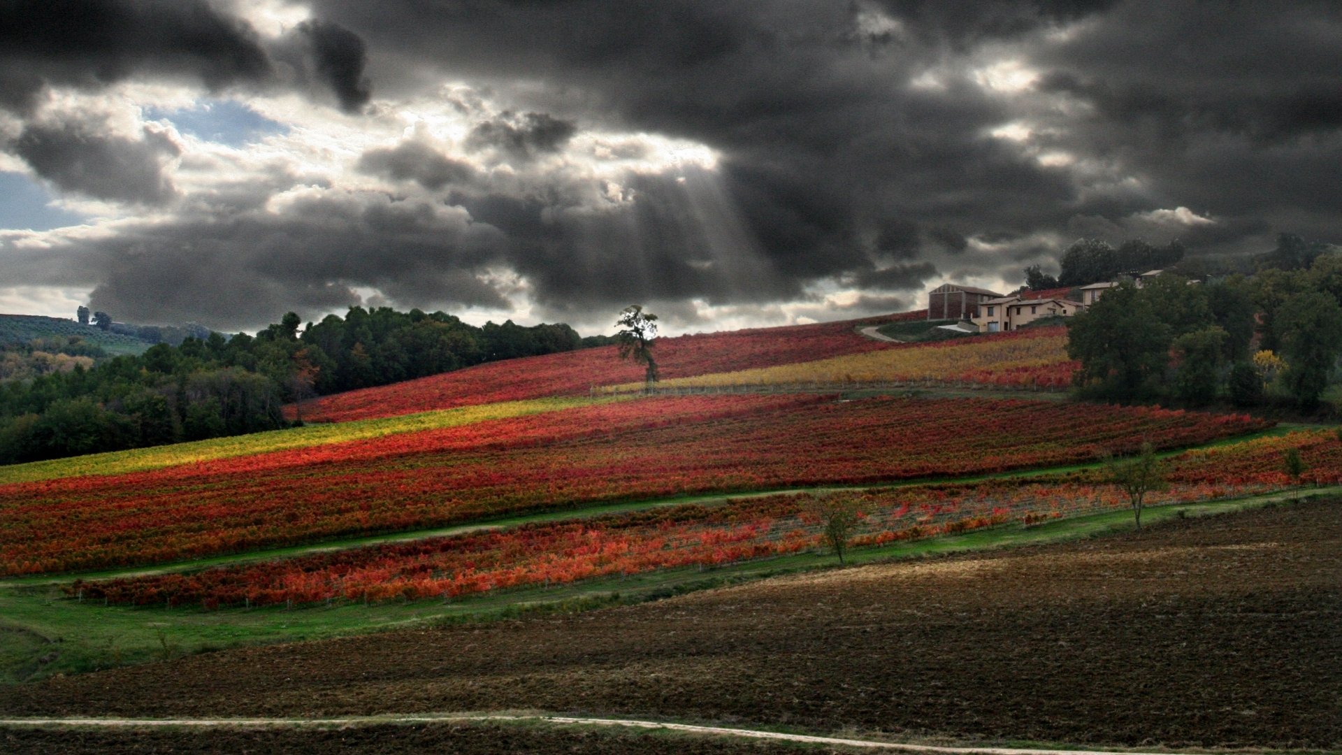 Download Man Made Vineyard HD Wallpaper