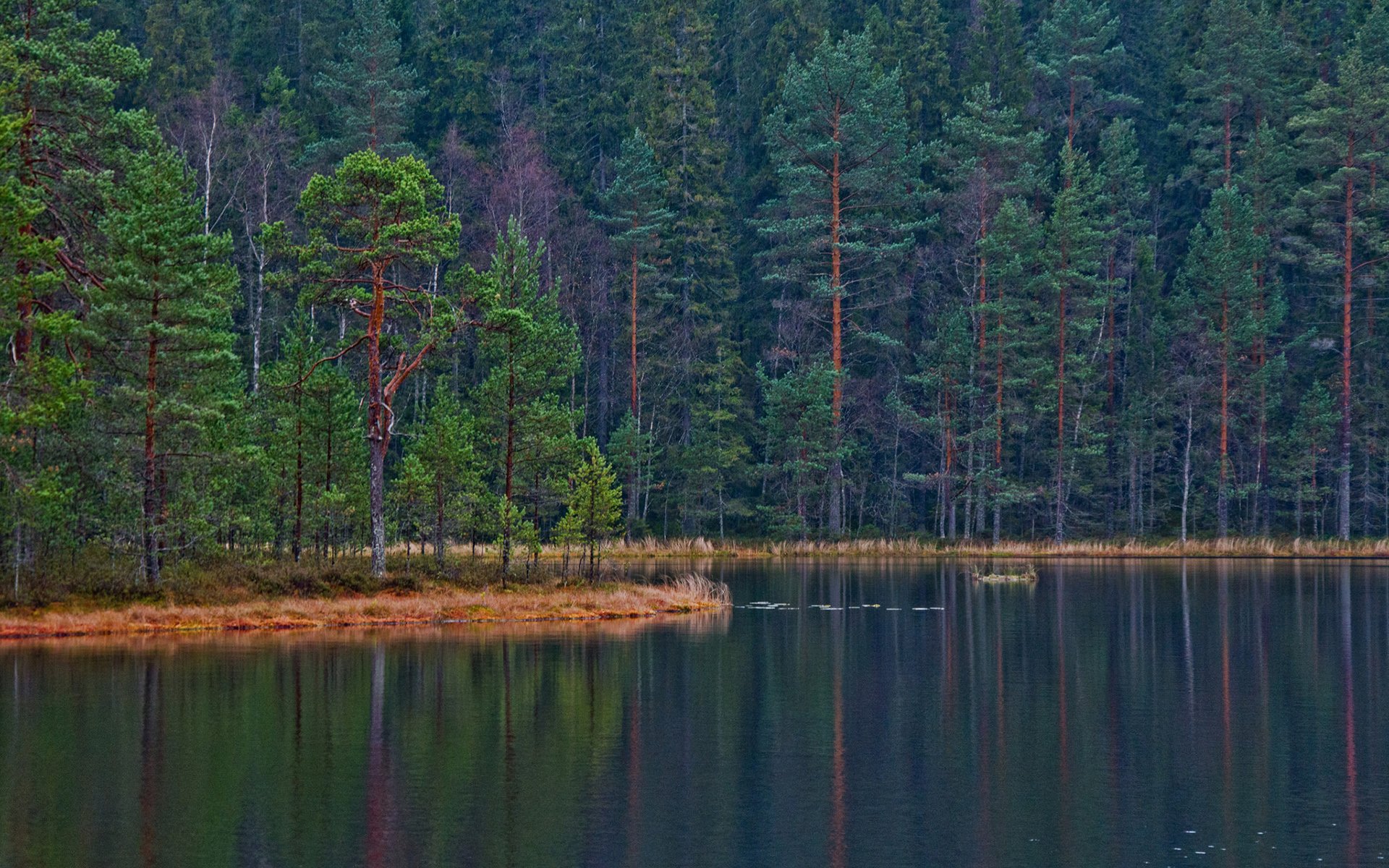 Download Nature Forest HD Wallpaper by Erno James Gyetvai | 1920x1200 ...