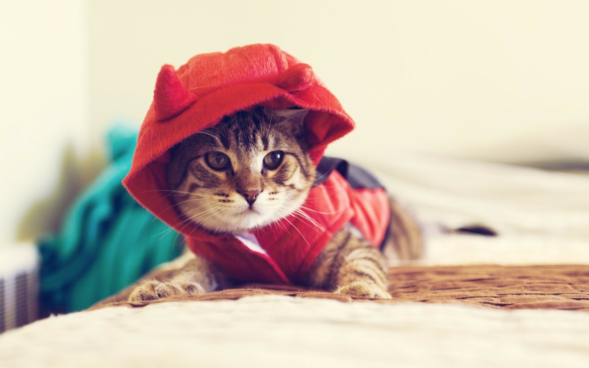 A kitten wearing a red cap and outfit, lying down indoors. High-definition desktop wallpaper featuring a cute cat in a charming costume.