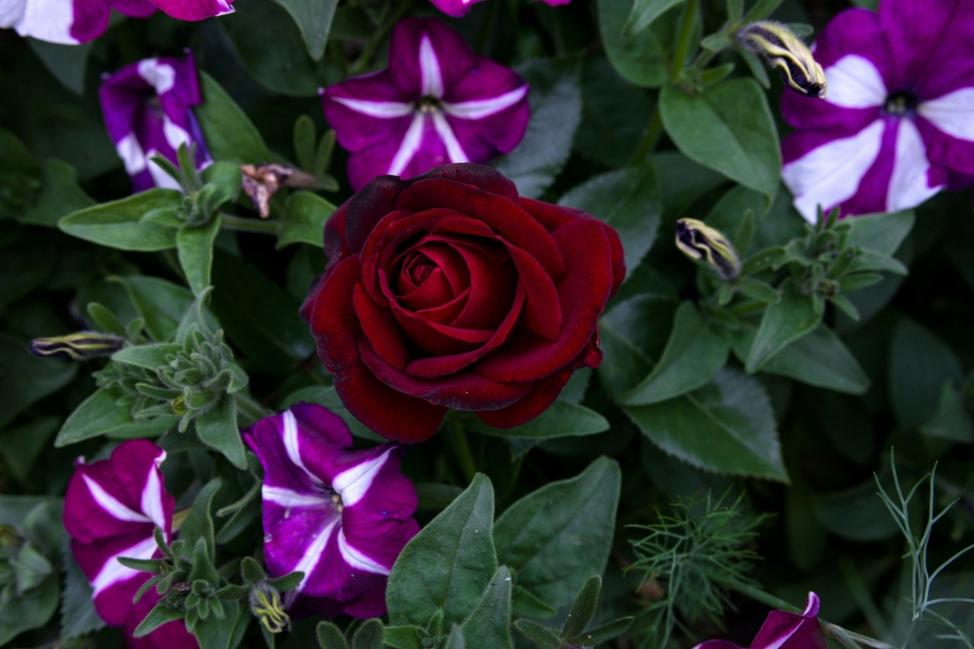Deep red rose nestled among magenta-and-white petunias and green foliage — nature-themed 2K Quad HD PC desktop wallpaper/background.