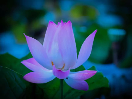 A beautiful pink lotus flower stands out against a soft, blurred background, showcasing the serene beauty of nature. This HD image serves as a captivating desktop wallpaper and background.