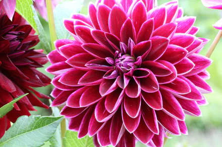 nature dahlia HD Desktop Wallpaper | Background Image