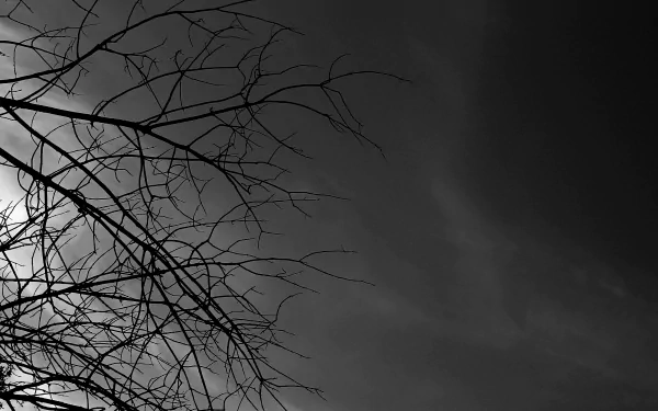 nature branch HD Desktop Wallpaper | Background Image