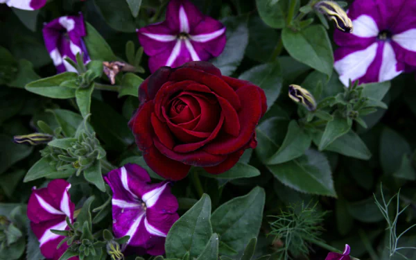 Deep red rose nestled among magenta-and-white petunias and green foliage — nature-themed 2K Quad HD PC desktop wallpaper/background.