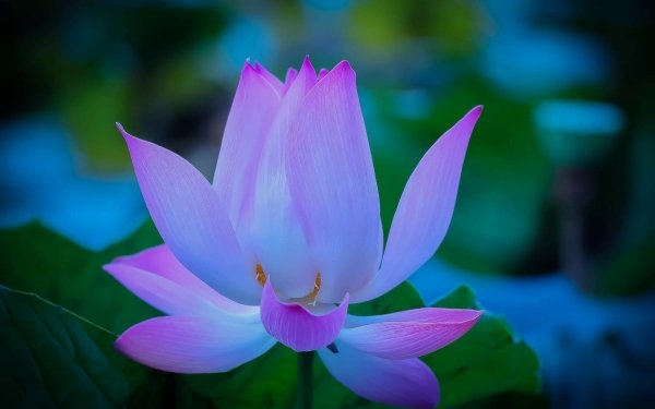 Nature Lotus Flowers HD Wallpaper | Background Image