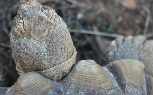 HD desktop wallpaper featuring a close-up of a Sulcata Tortoise's textured shell and head.