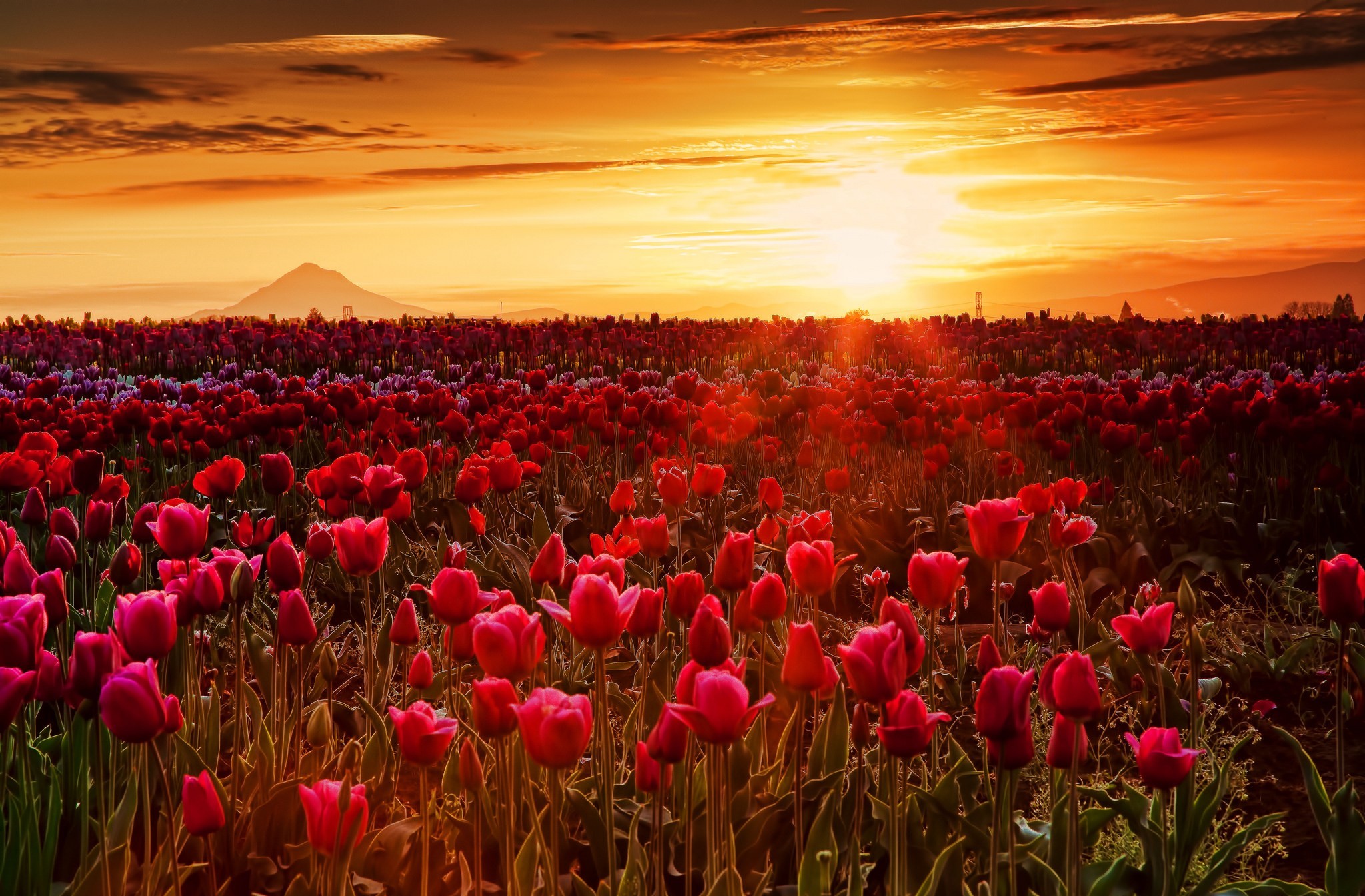 Download Sunshine Sunset Field Nature Tulip HD Wallpaper