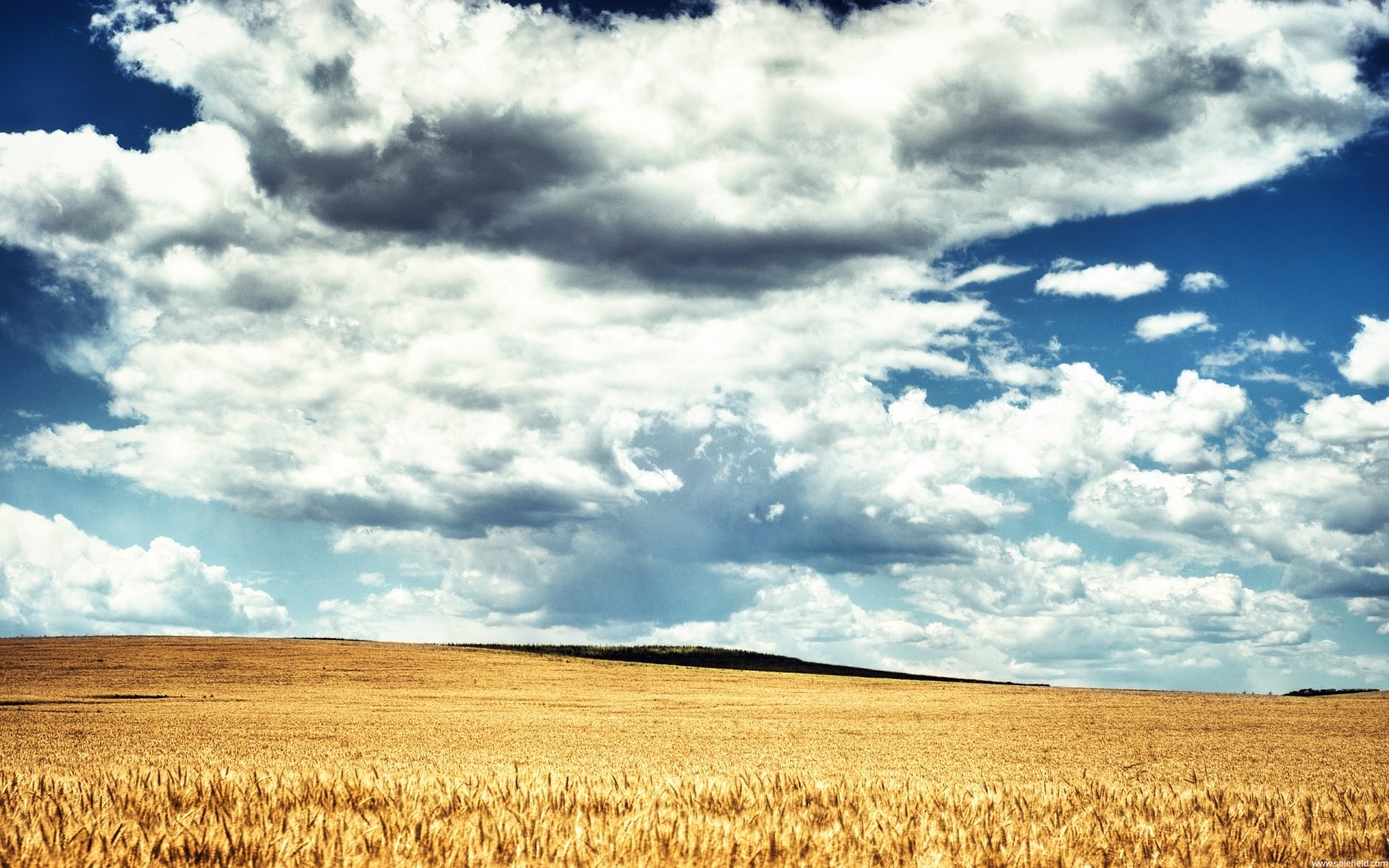 Download Nature Field HD Wallpaper | 1920x1200 | Wallpaper Abyss
