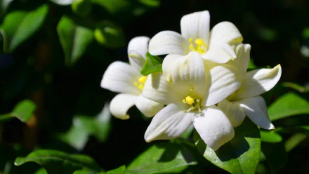 A close-up of delicate white jasmine flowers, surrounded by vibrant green leaves, showcasing the beauty of nature in this HD desktop wallpaper.