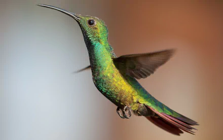 flight wings Animal hummingbird HD Desktop Wallpaper | Background Image