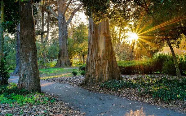  Sunset at Golden Gate Park