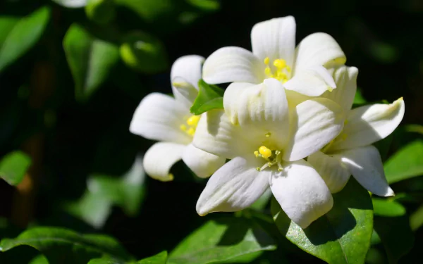 A close-up of delicate white jasmine flowers, surrounded by vibrant green leaves, showcasing the beauty of nature in this HD desktop wallpaper.