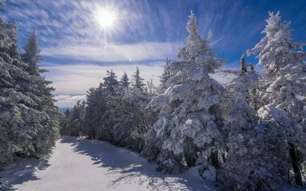 sunshine fir tree nature winter HD Desktop Wallpaper | Background Image