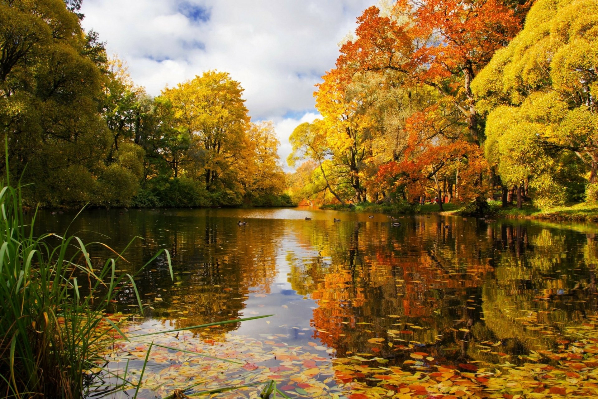 Download Fall Duck Pond Photography Park HD Wallpaper