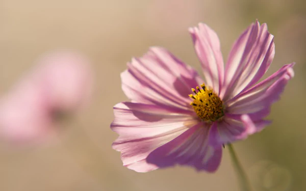 nature Cosmos (Plant) HD Desktop Wallpaper | Background Image