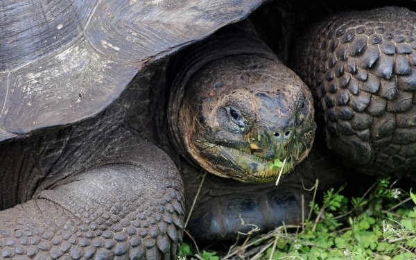 Animal Galápagos Tortoise Turtles HD Wallpaper | Background Image