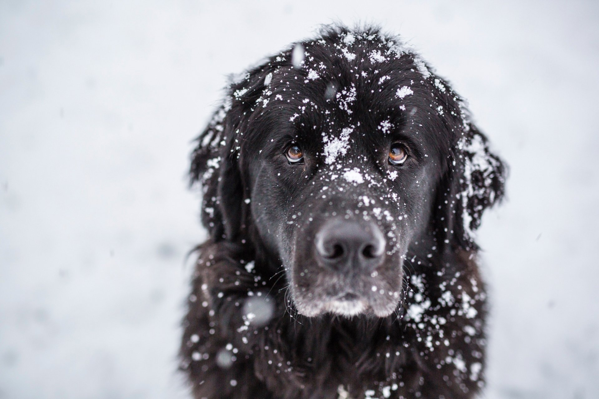 A close-up of a black dog sitting in the snow, its fur dusted with snowflakes. This serene image serves as a beautiful HD desktop wallpaper and background.