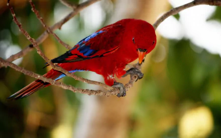 A vibrant lorikeet perched on a branch, displaying striking red and blue feathers. This stunning image serves as a captivating HD desktop wallpaper.