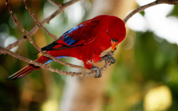 A vibrant lorikeet perched on a branch, displaying striking red and blue feathers. This stunning image serves as a captivating HD desktop wallpaper.