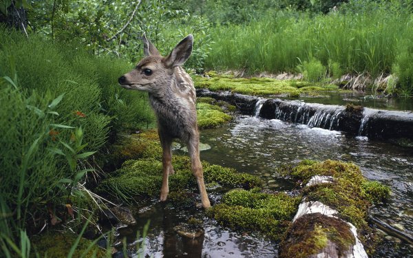 Animal Deer Stream HD Wallpaper | Background Image
