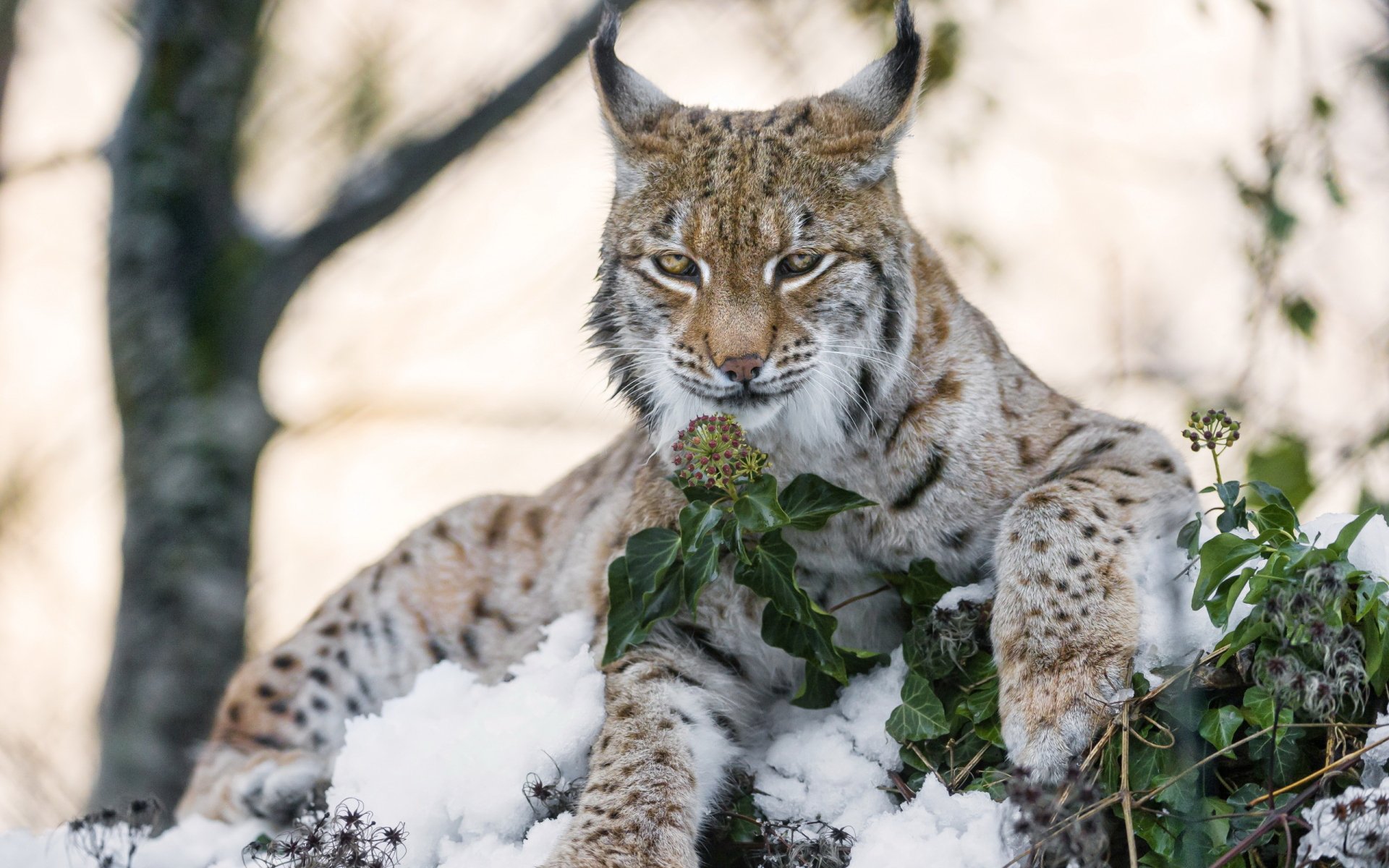 Download Animal Lynx HD Wallpaper