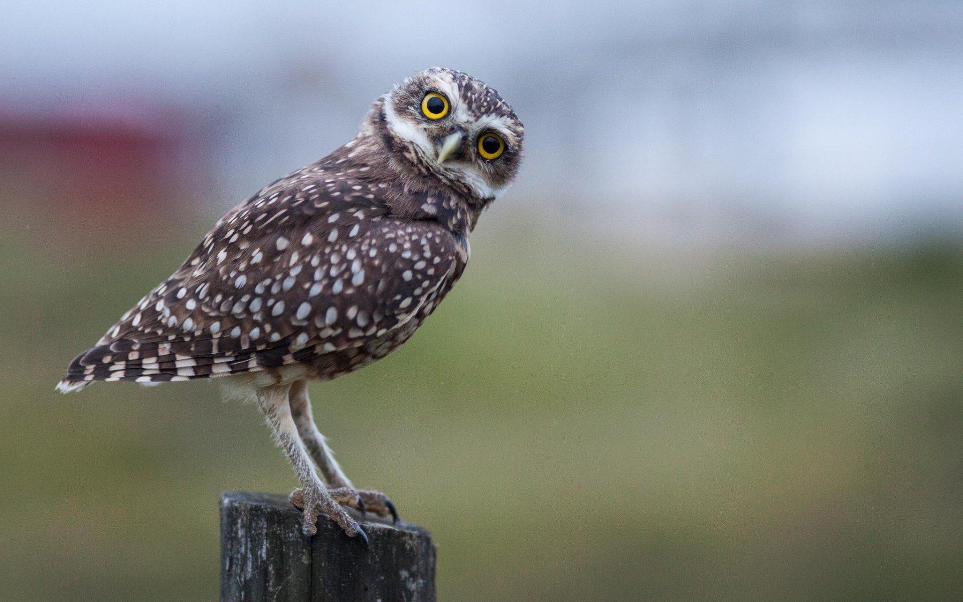 Majestic Owl in HD: Stunning Animal Wallpaper with Sharp Gaze ...