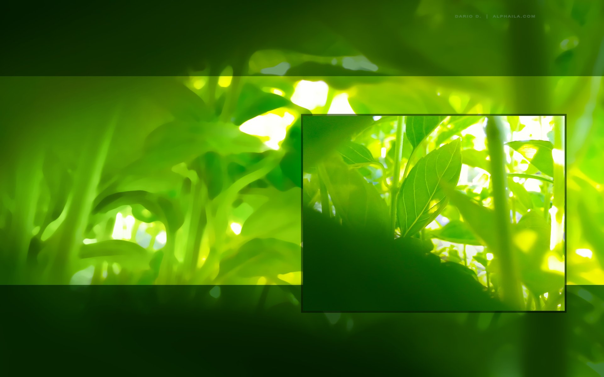 Nature Leaf HD Wallpaper