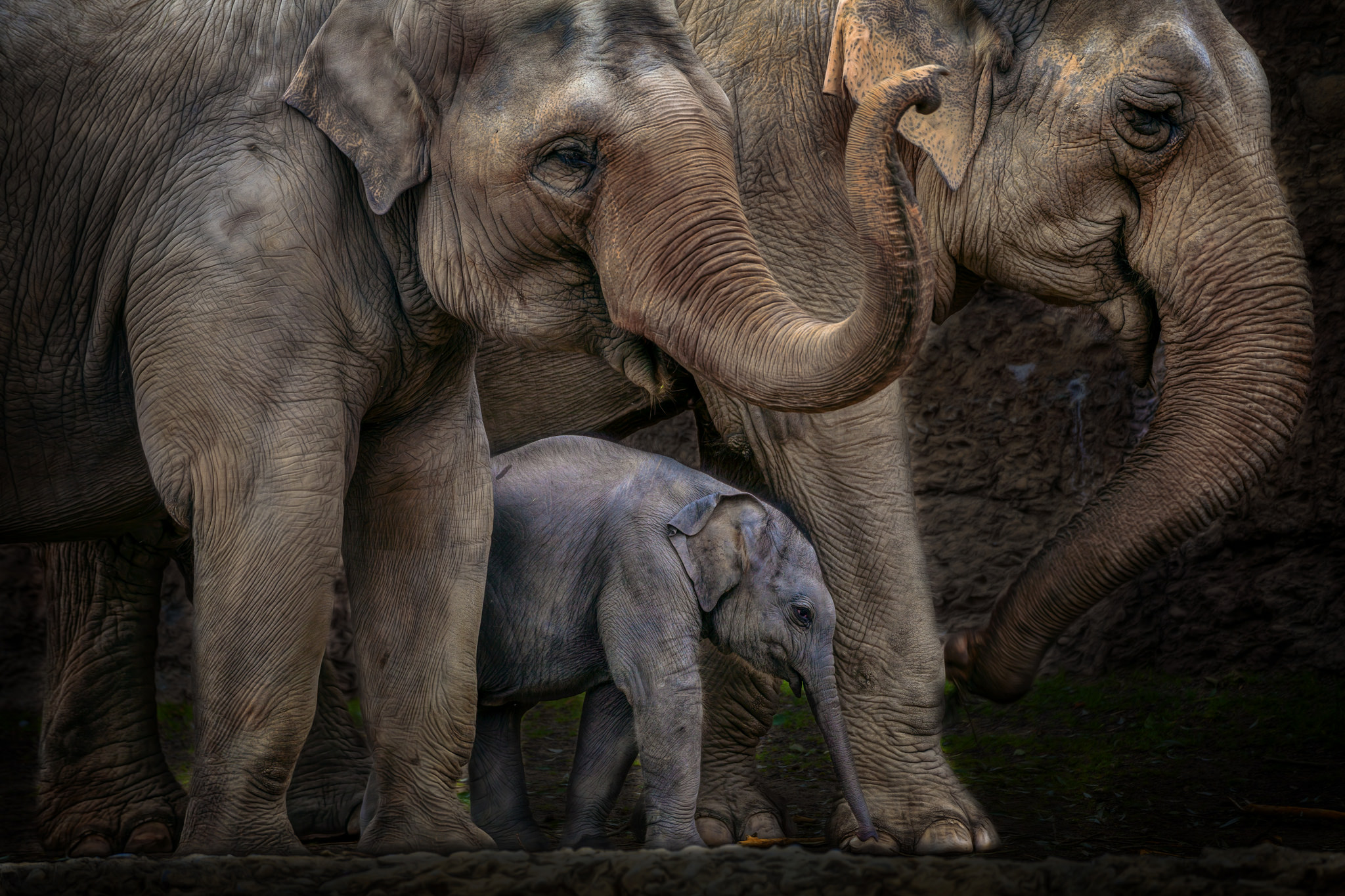 Animal Asian Elephant HD Wallpaper | Background Image
