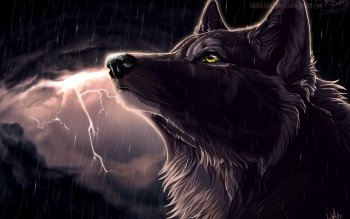 73 Wolf HD Wallpapers | Backgrounds - Wallpaper Abyss