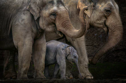 Animal Asian Elephant HD Desktop Wallpaper | Background Image