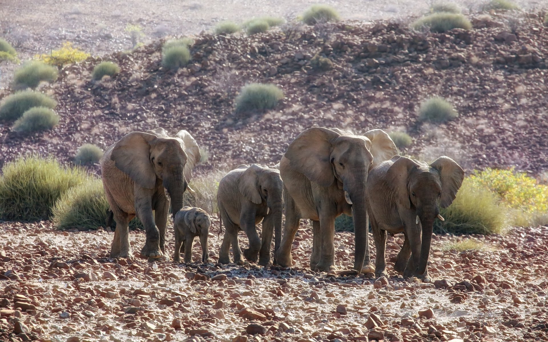 HD desktop wallpaper featuring a family of African bush elephants walking across a rocky landscape with sparse vegetation.