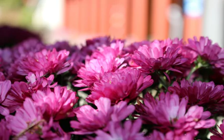 nature flower pink blooms garden HD Desktop Wallpaper | Background Image