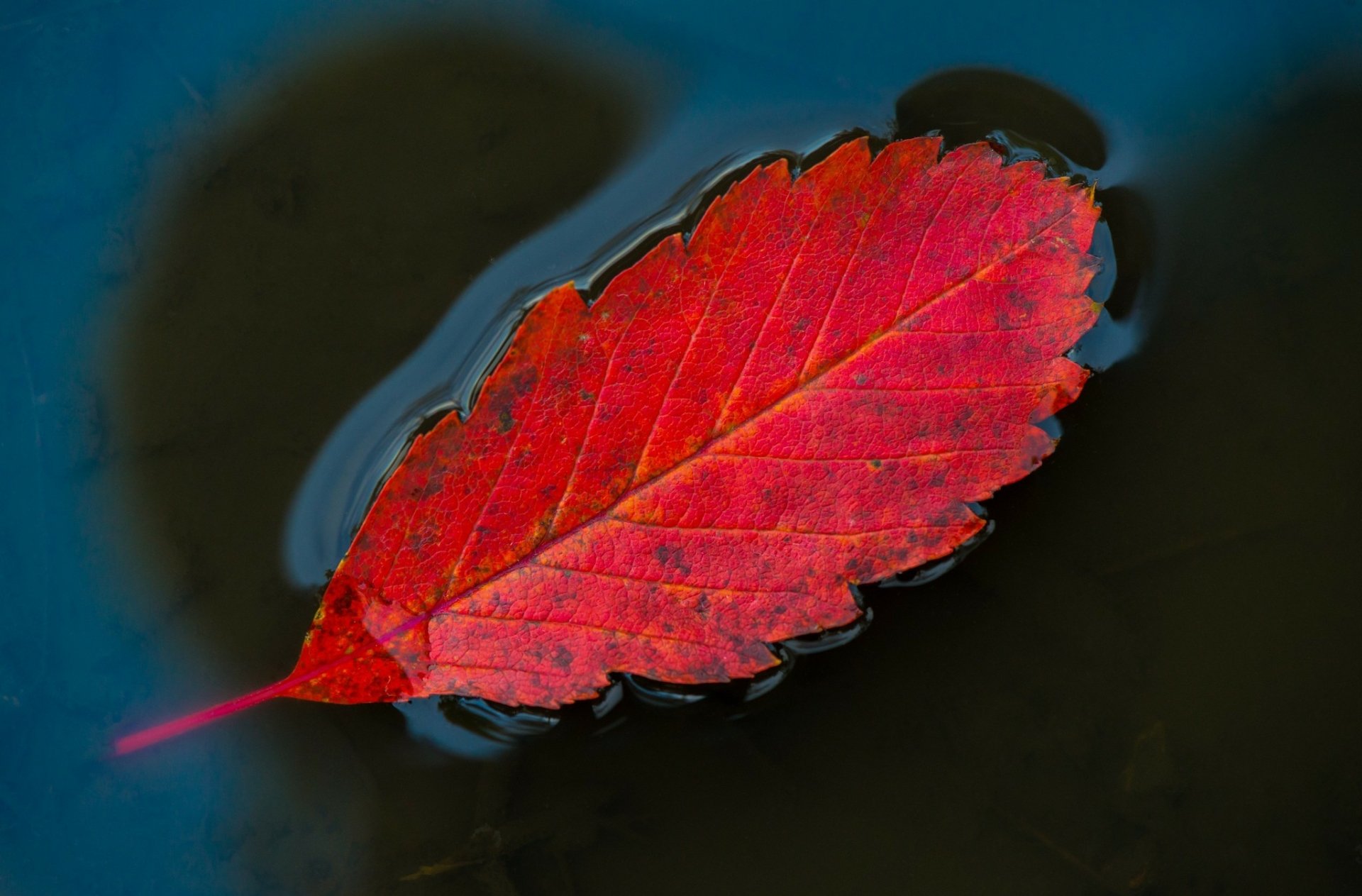 Download Fall Nature Leaf HD Wallpaper