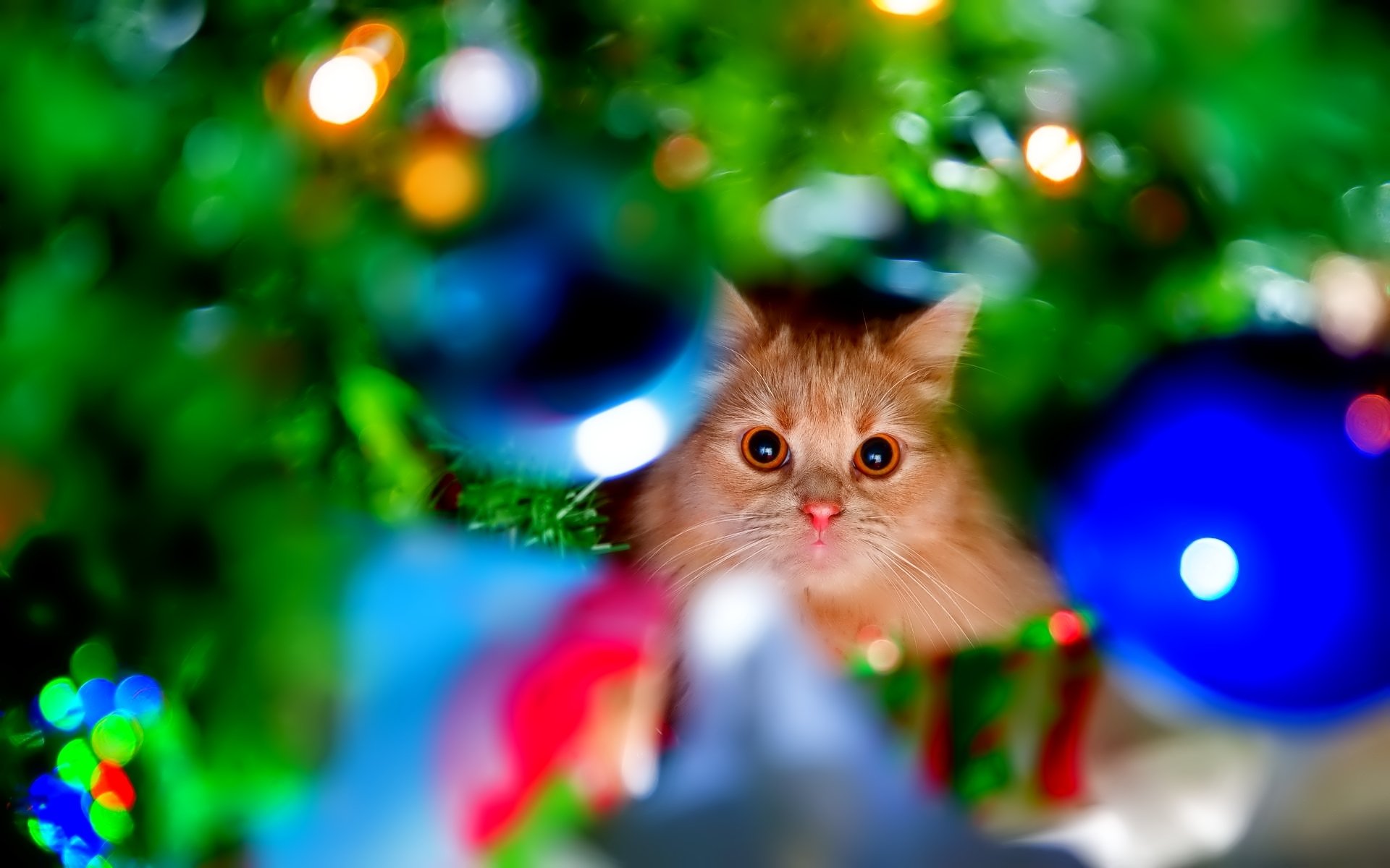 A charming ginger cat peeks out from behind a colorful Christmas tree, surrounded by vibrant ornaments and festive decorations, creating a cozy holiday atmosphere.