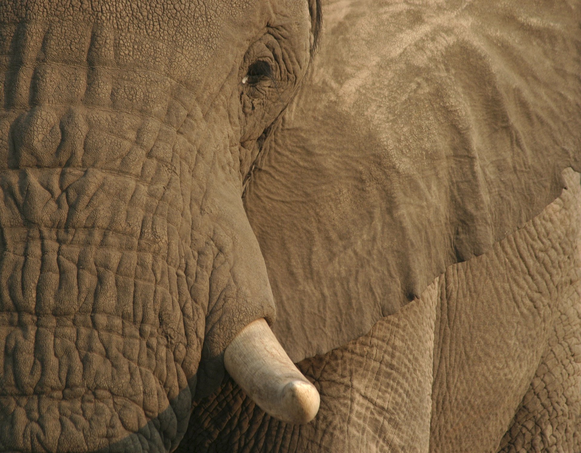 Download Eye Tusk Animal African Bush Elephant 4k Ultra HD Wallpaper