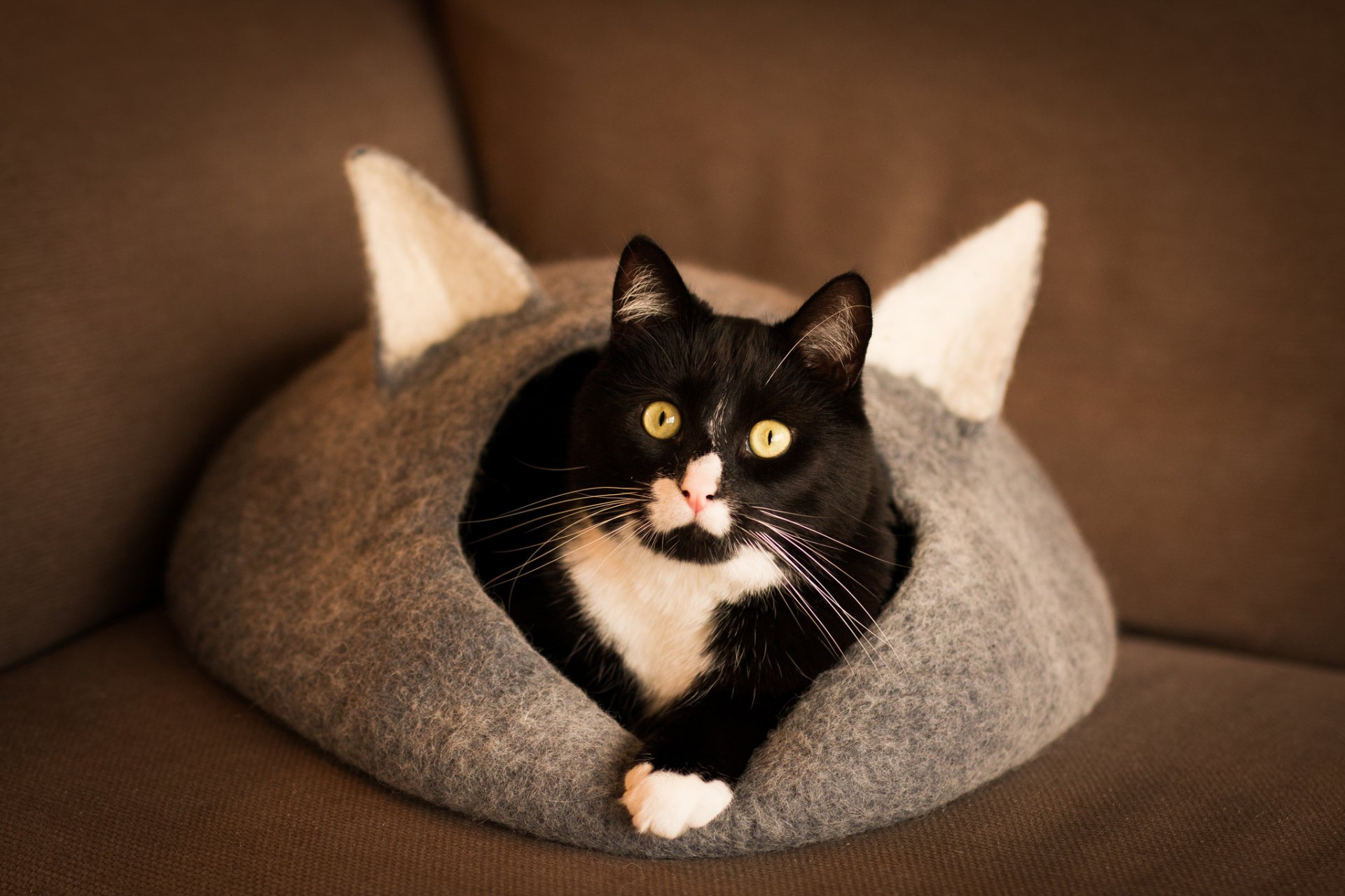 A black and white cat with bright yellow eyes peeks out from a cozy, gray cat bed with white ears, creating an inviting and adorable scene for a desktop wallpaper.