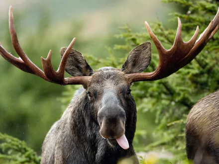A close-up of a moose with impressive antlers, sticking out its tongue, surrounded by lush greenery. This high-definition image makes a striking desktop wallpaper.