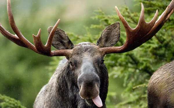 A close-up of a moose with impressive antlers, sticking out its tongue, surrounded by lush greenery. This high-definition image makes a striking desktop wallpaper.