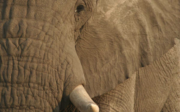 eye tusk Animal African bush elephant HD Desktop Wallpaper | Background Image