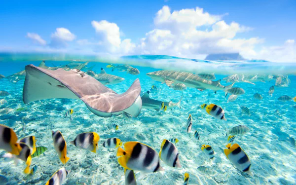 reef underwater shark stingray Animal fish HD Desktop Wallpaper | Background Image